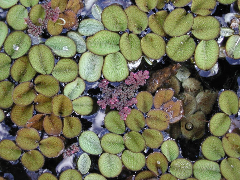 Папоротник Сальвиния