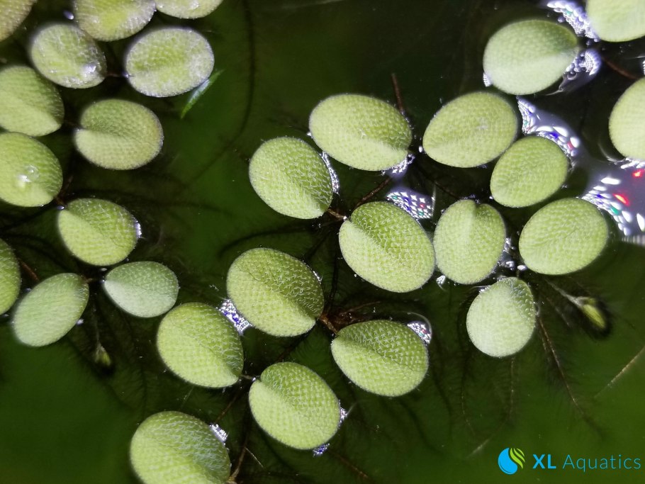 Сальвиния верхоплавка