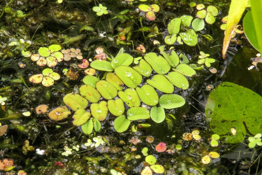 Salvinia oblongifolia
