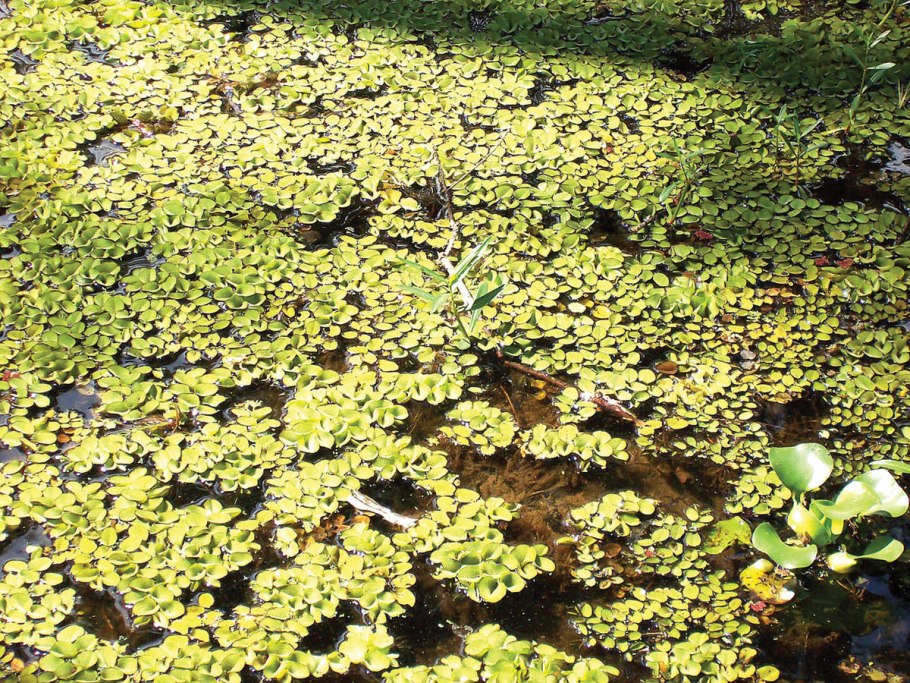 Сальвиния Реликт