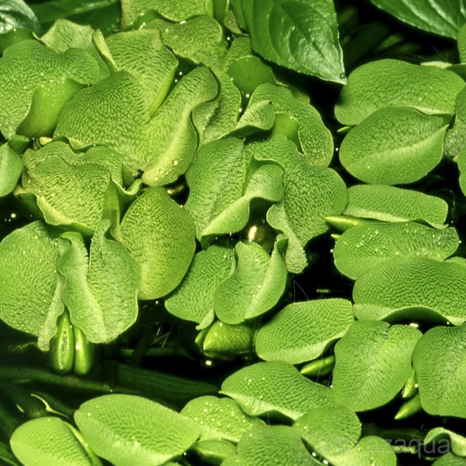 Гигрориза обыкновенная