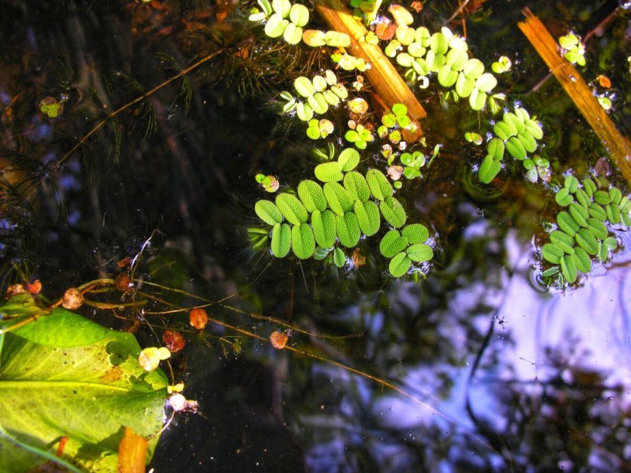 Сальвиния гибриды