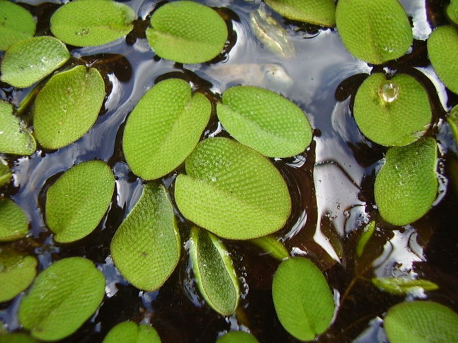 Папоротник Salvinia minima