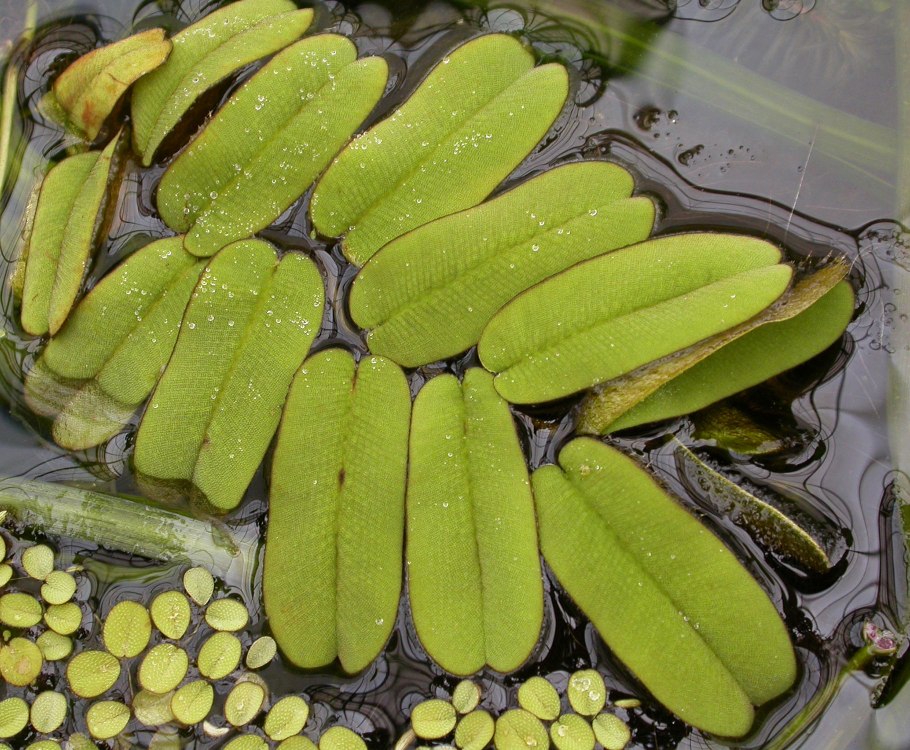 Salvinia oblongifolia