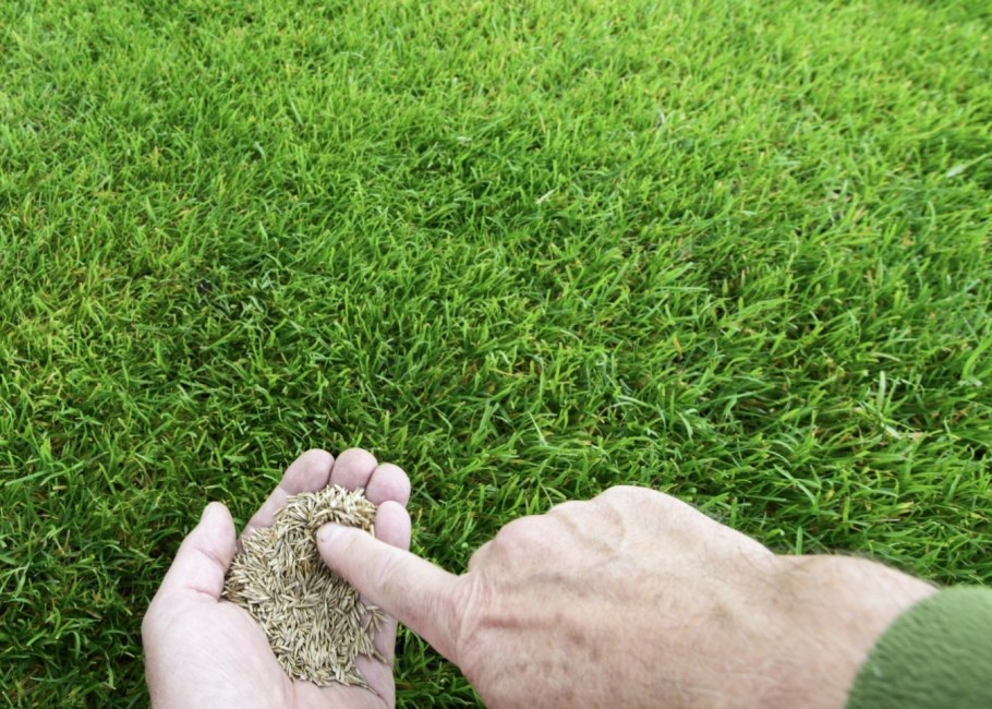 Мятлик Луговой для газона