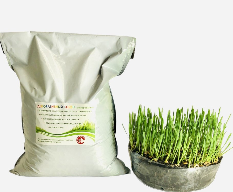 Овсяница газонная трава