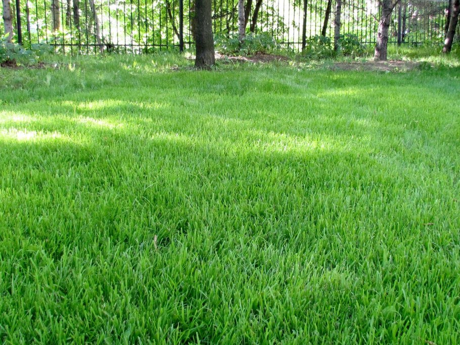 Газонная трава овсяница красная