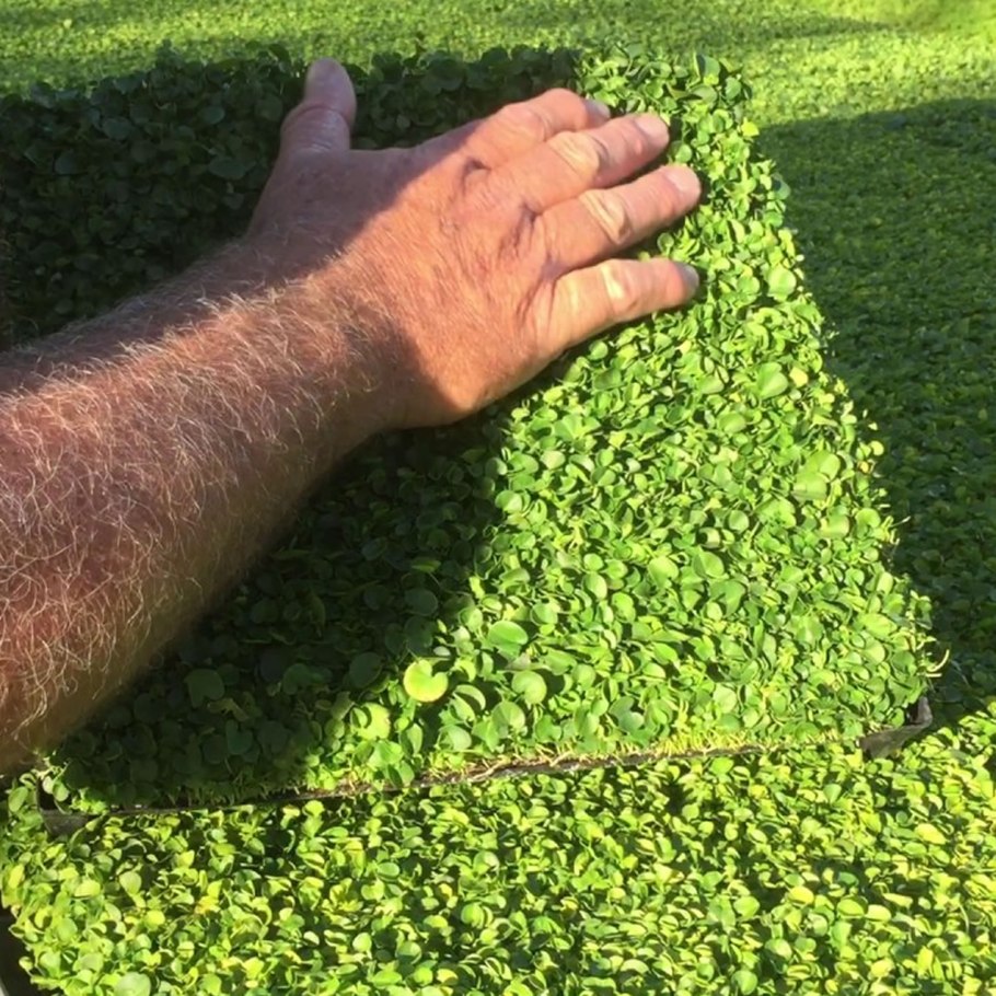 Газон быстрорастущий