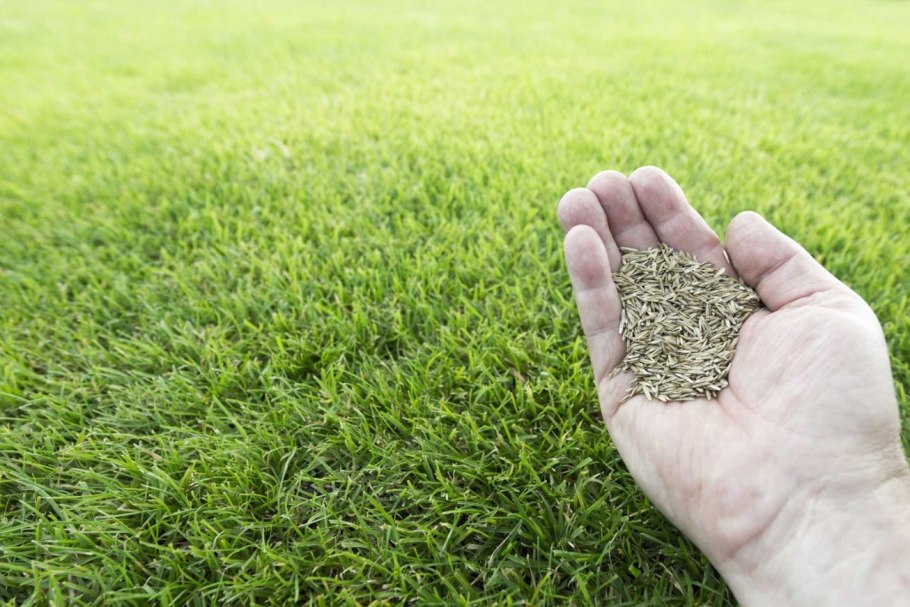 Газон в339те750