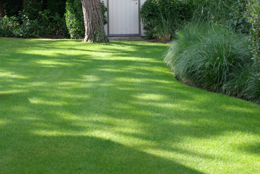 Райграс пастбищный Вик 66