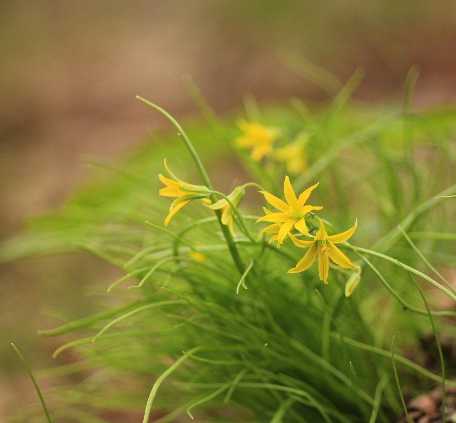 Гусиный лук жёлтый (Gagea lutea)