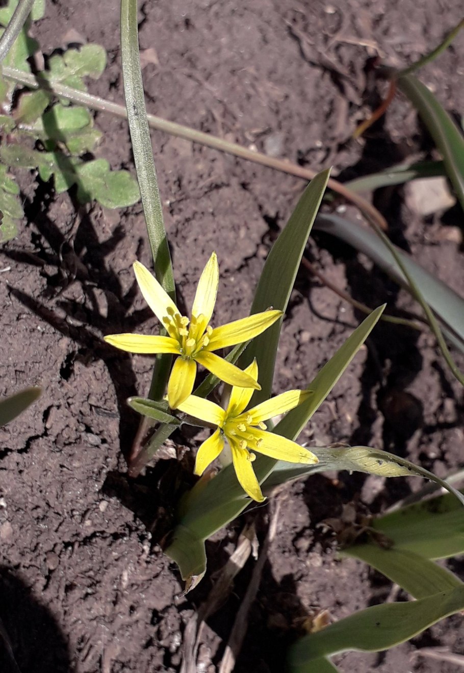 Гусинолук длиннострелковый