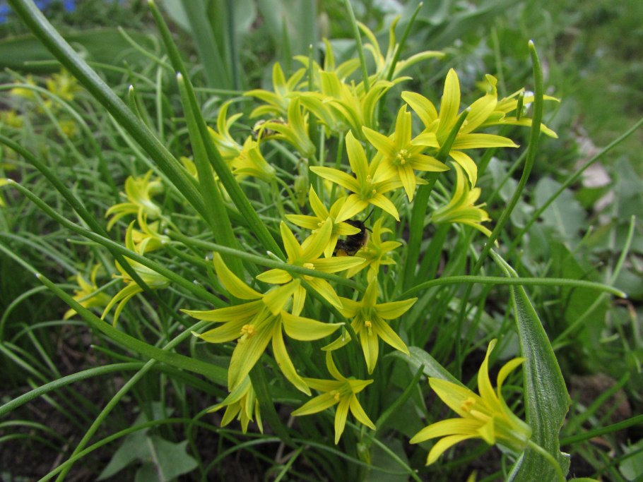 Гусиный лук околоцветник