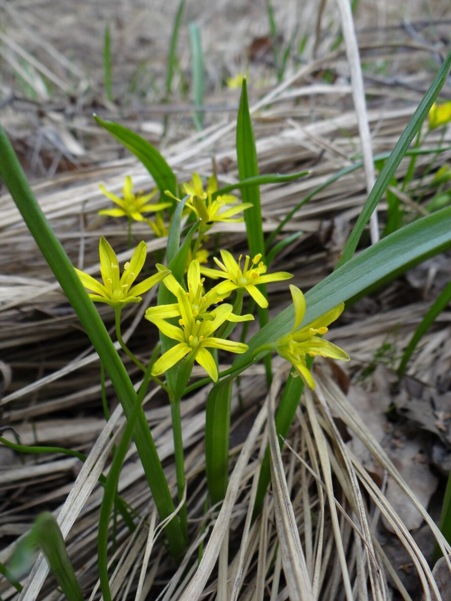 Полевой (Gagea arvensis)