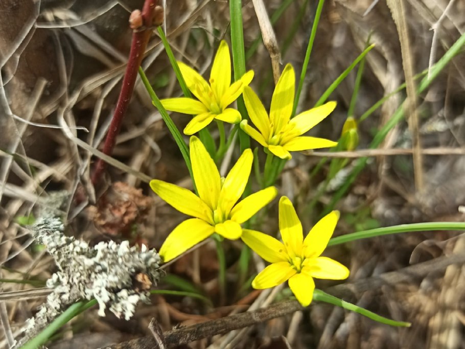Гусиный лук жёлтый (Gagea lutea)