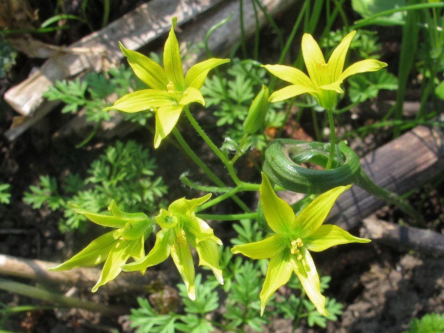 Gagea lutea