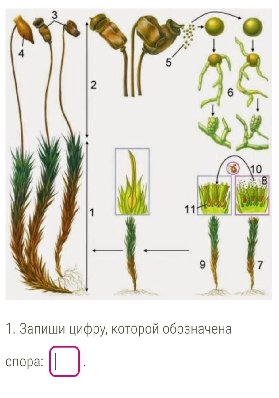 Цикл развития моховидных схема