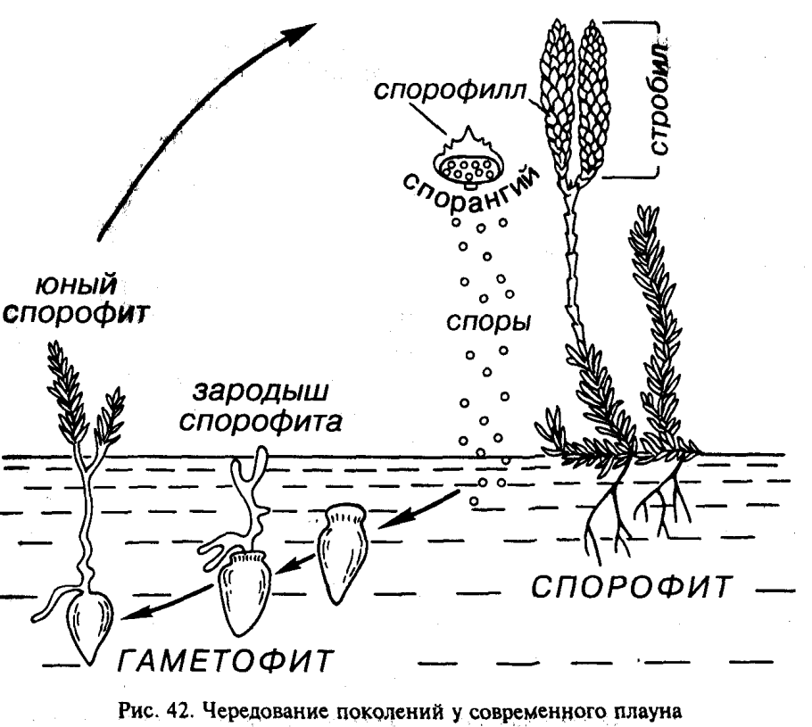 Цикл развития хвоща полевого схема