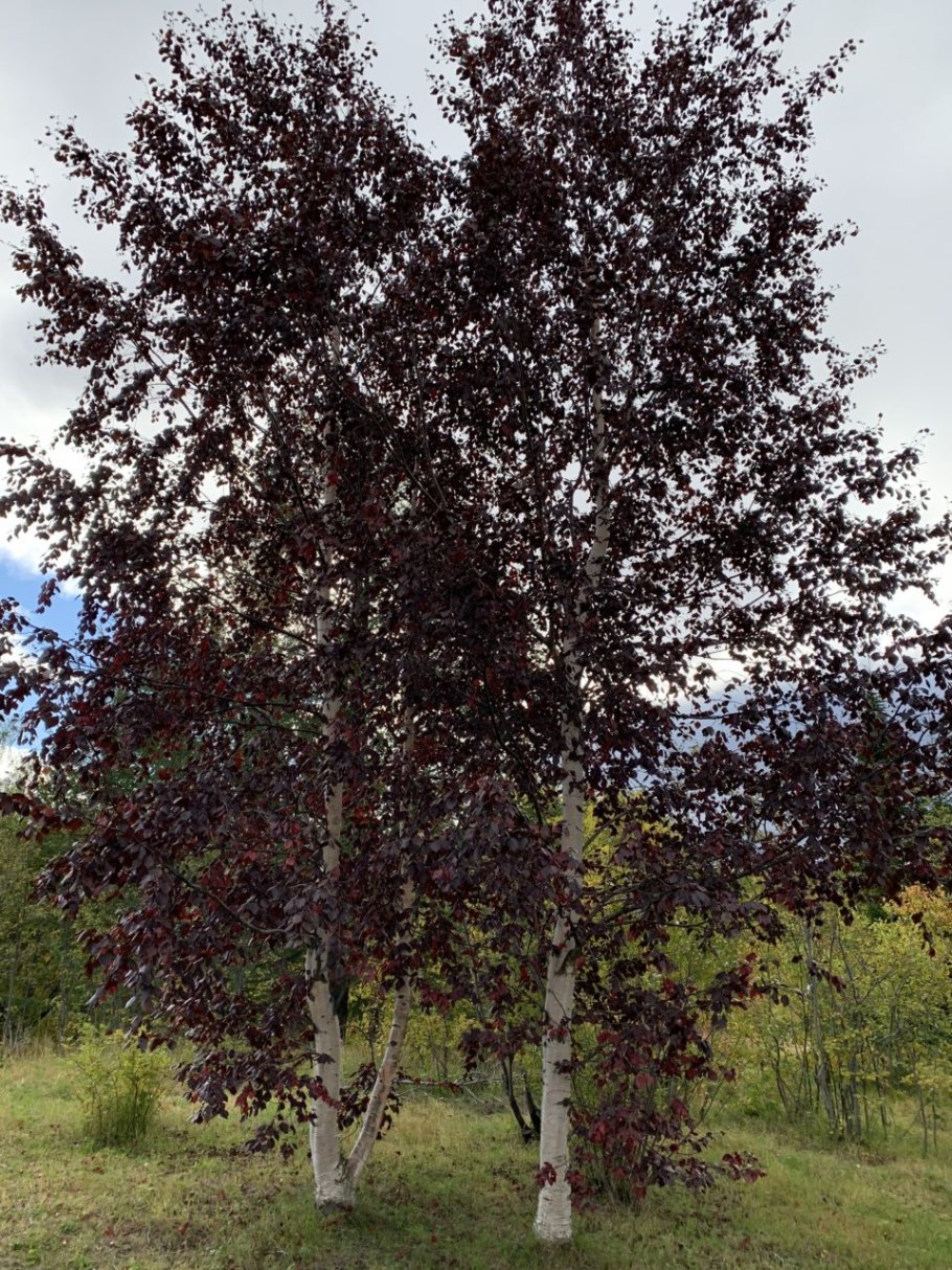 Береза пушистая (лат. Betula pubescens)