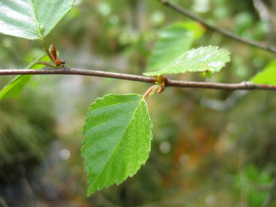 Береза кустовая Betula fruticosa