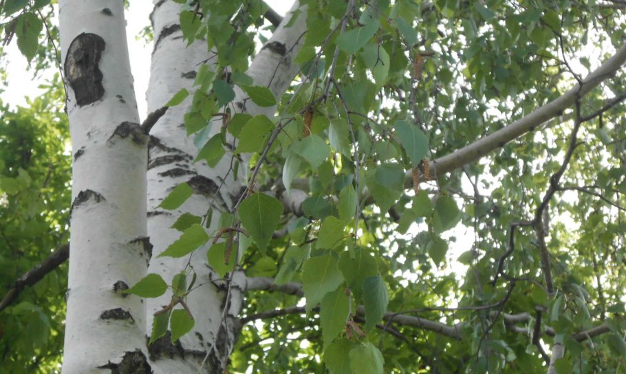 Береза пушистая Betula pubescens