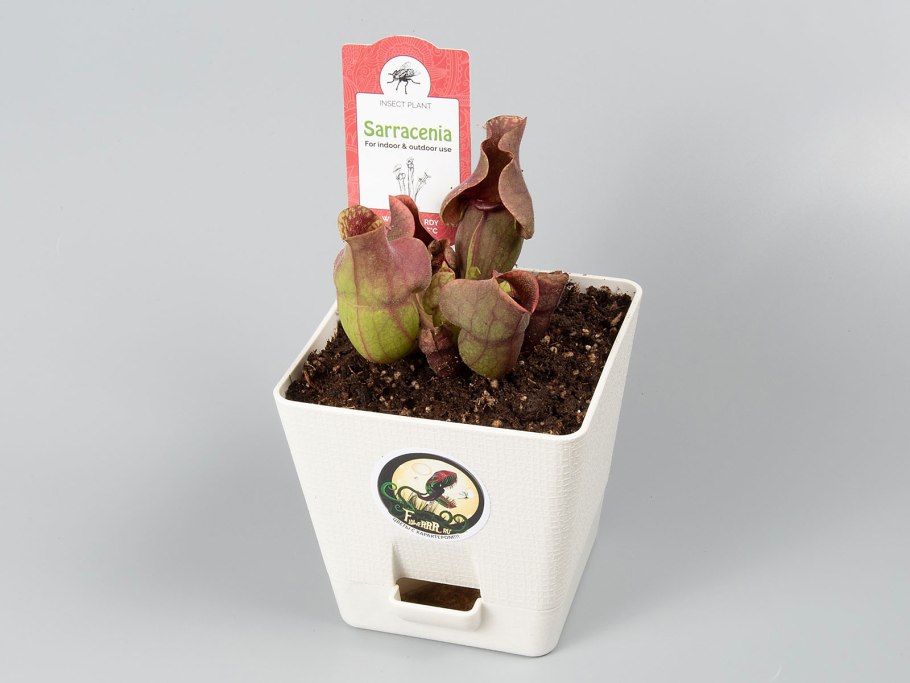 Sarracenia purpurea Монтана