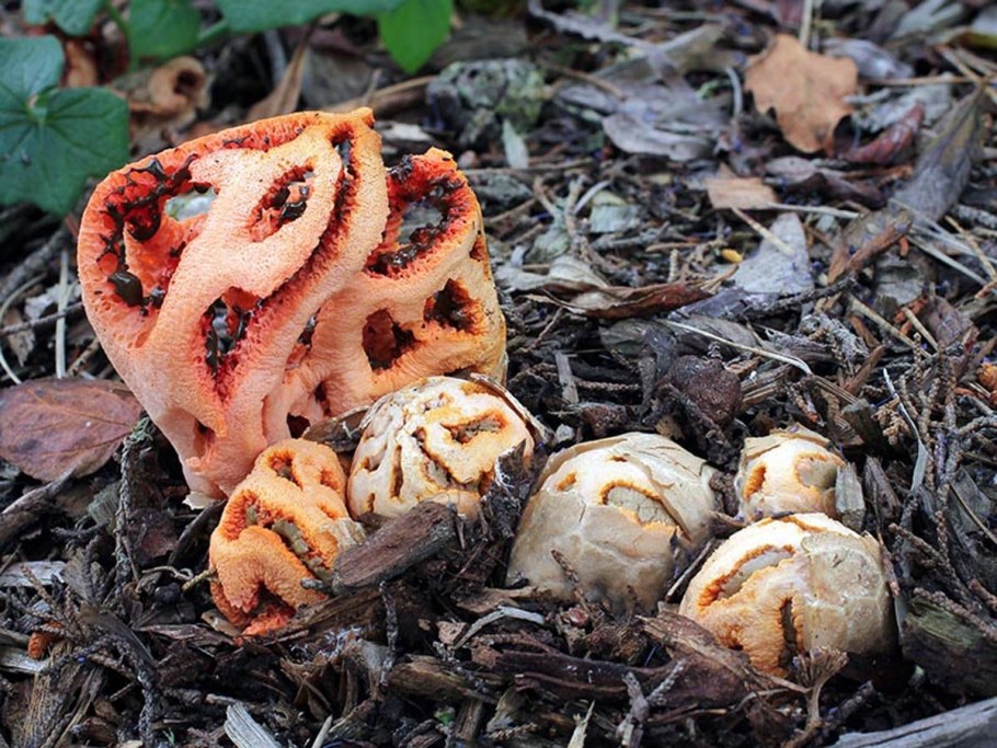 Clathrus оранжевый гриб