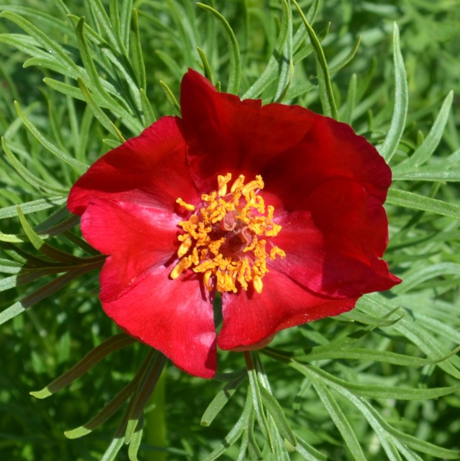 Пион узколистный Воронец