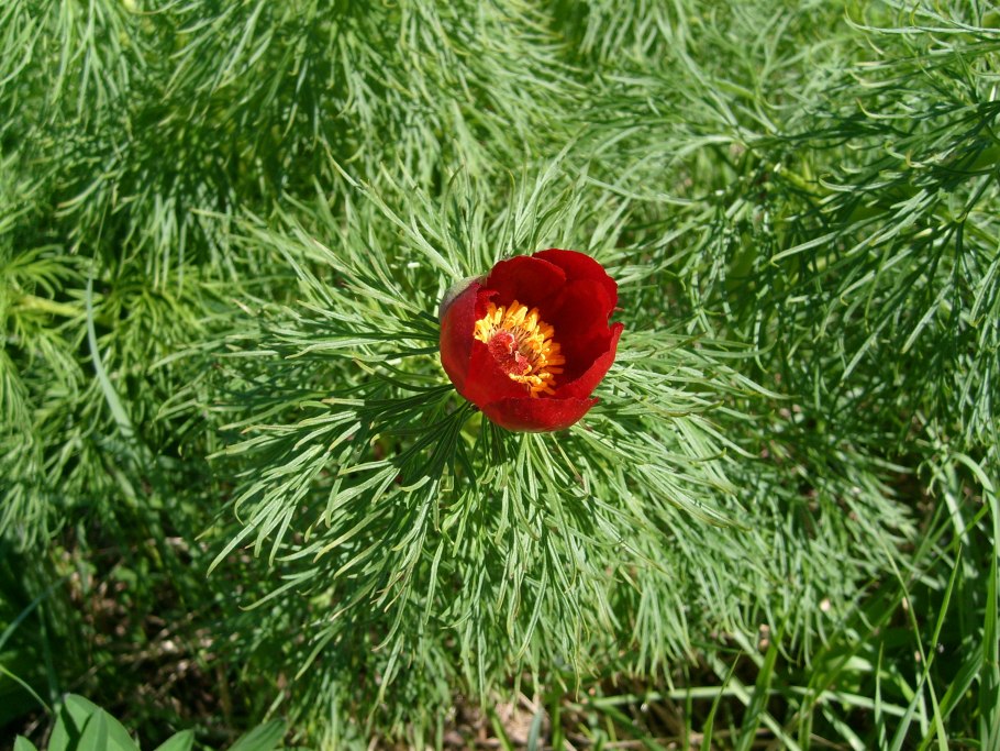 Пион тонколистный Ульяновская