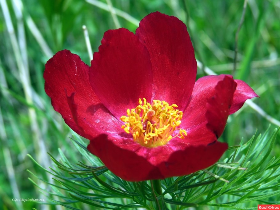 Пион узколистный бордовый