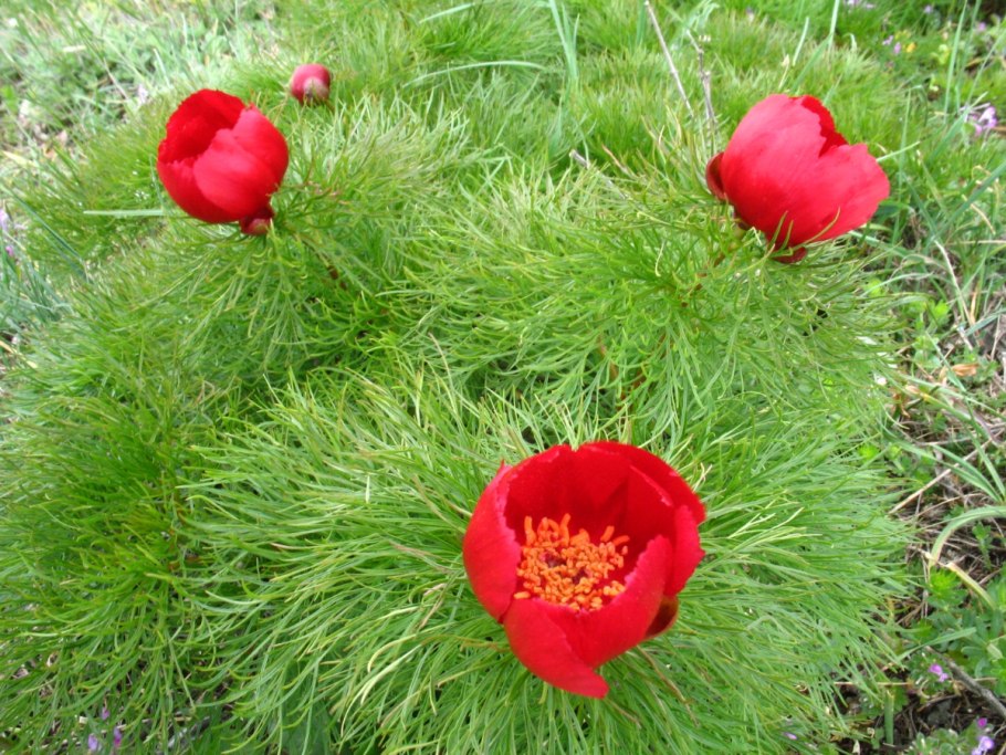 Пион тонколистный махровый