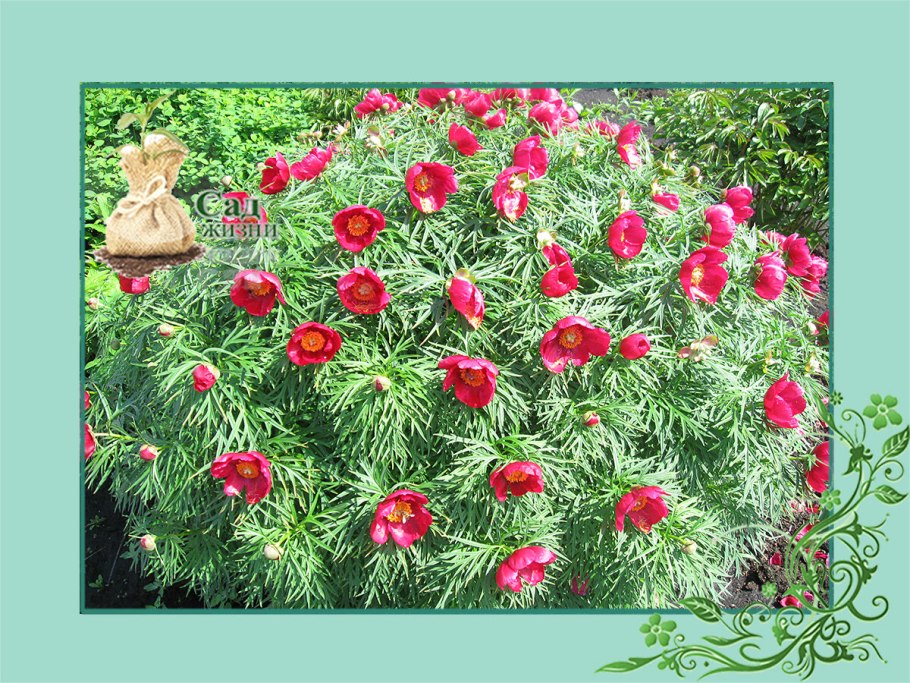 Пион тонколистный Орленок