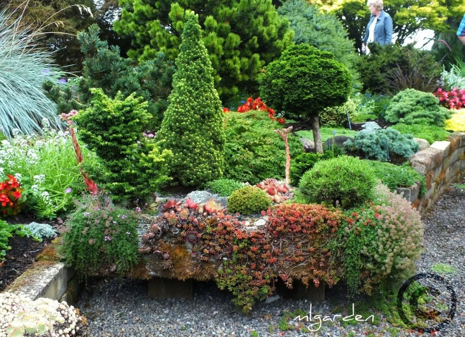 Туя Даника Ауреа в ландшафтном дизайне