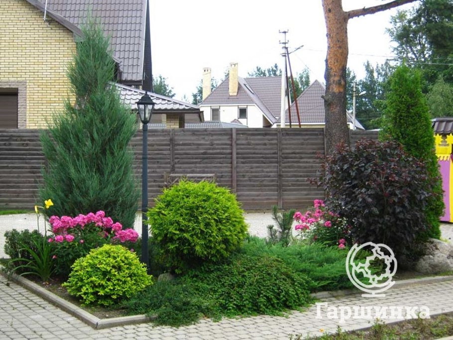 Туя Смарагд и Даника