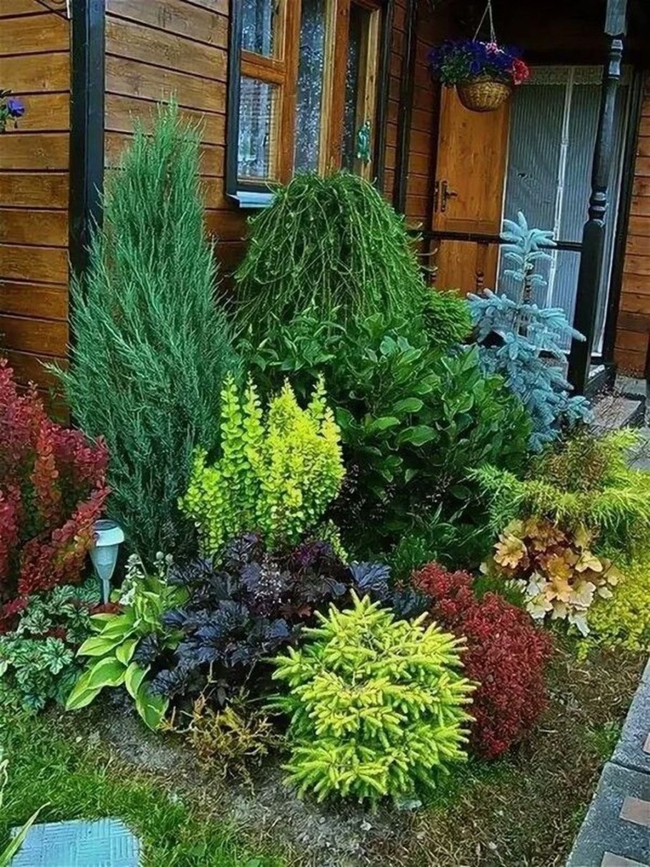 Голубая ель Хупси и туя Даника