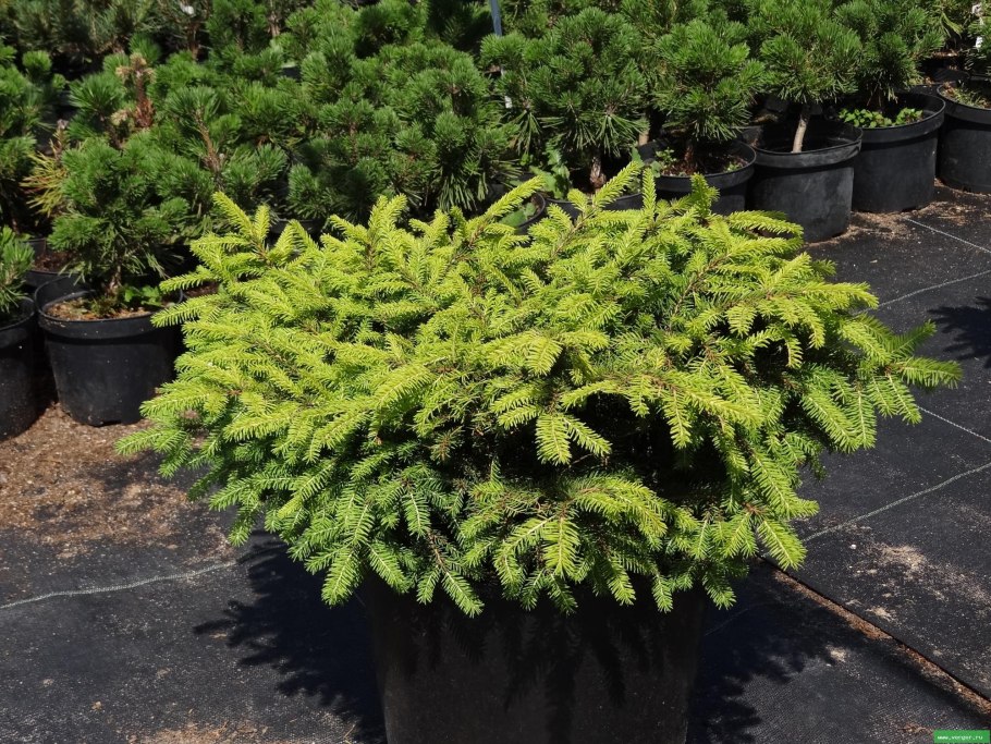 Ель обыкновенная Nidiformis