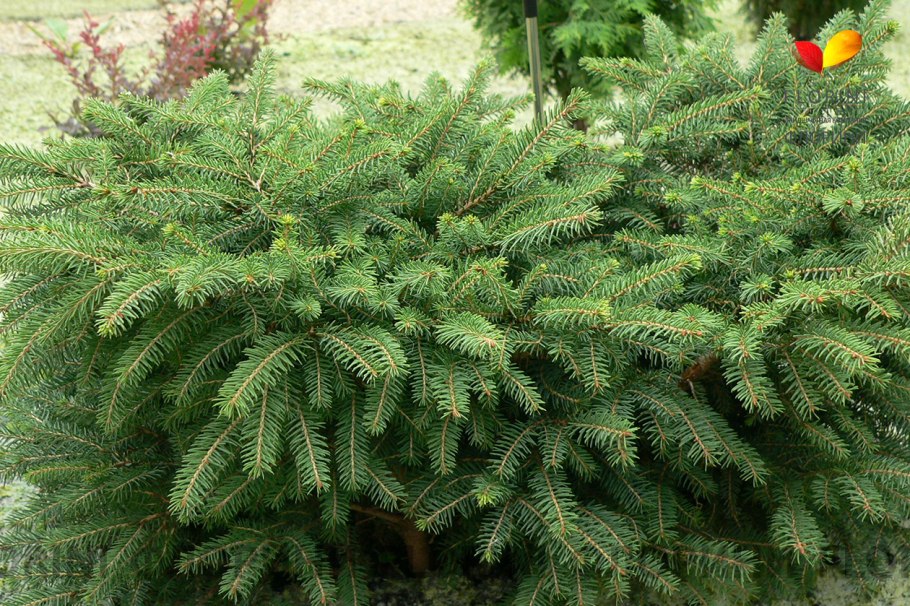 Ель обыкновенная Нидиформис