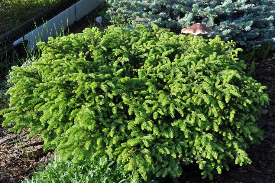 Ель европейская Нидиформис