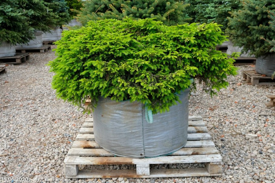 Picea Abies Nidiformis