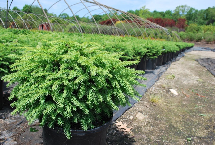 Ель обыкновенная Нидиформис