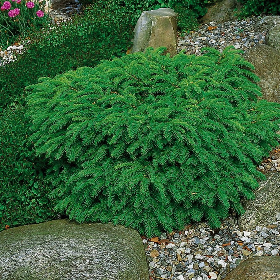 Ель обыкновенная Нидиформис