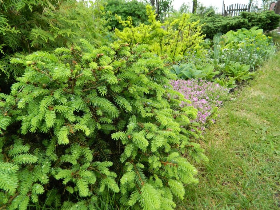 Picea Abies Nidiformis