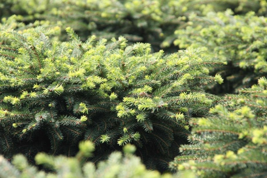 Picea pungens thuem