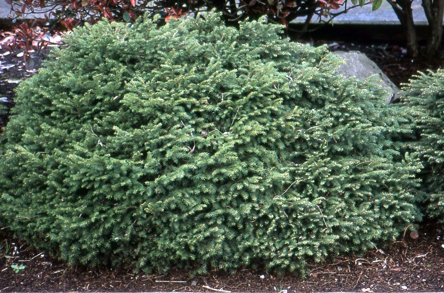 Ель обыкновенная Нидиформис