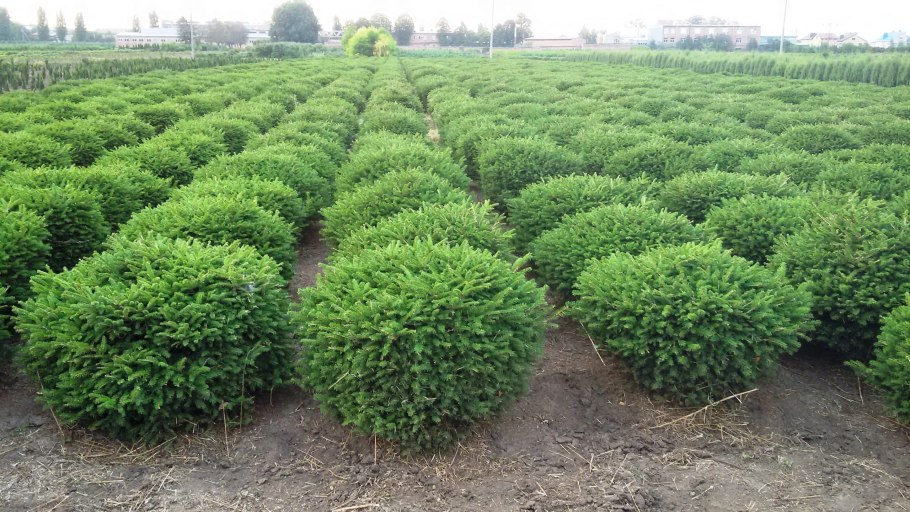 Ель обыкновенная нидиформис