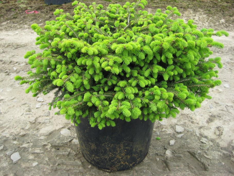 Ель обыкновенная Пумила Глаука