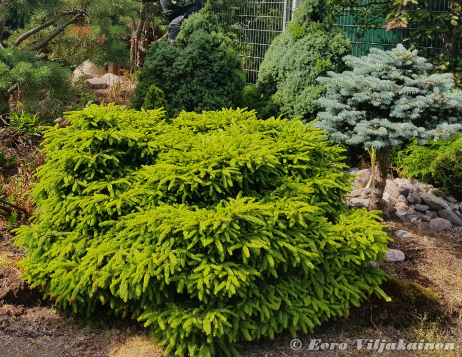 Ель Abies Nidiformis