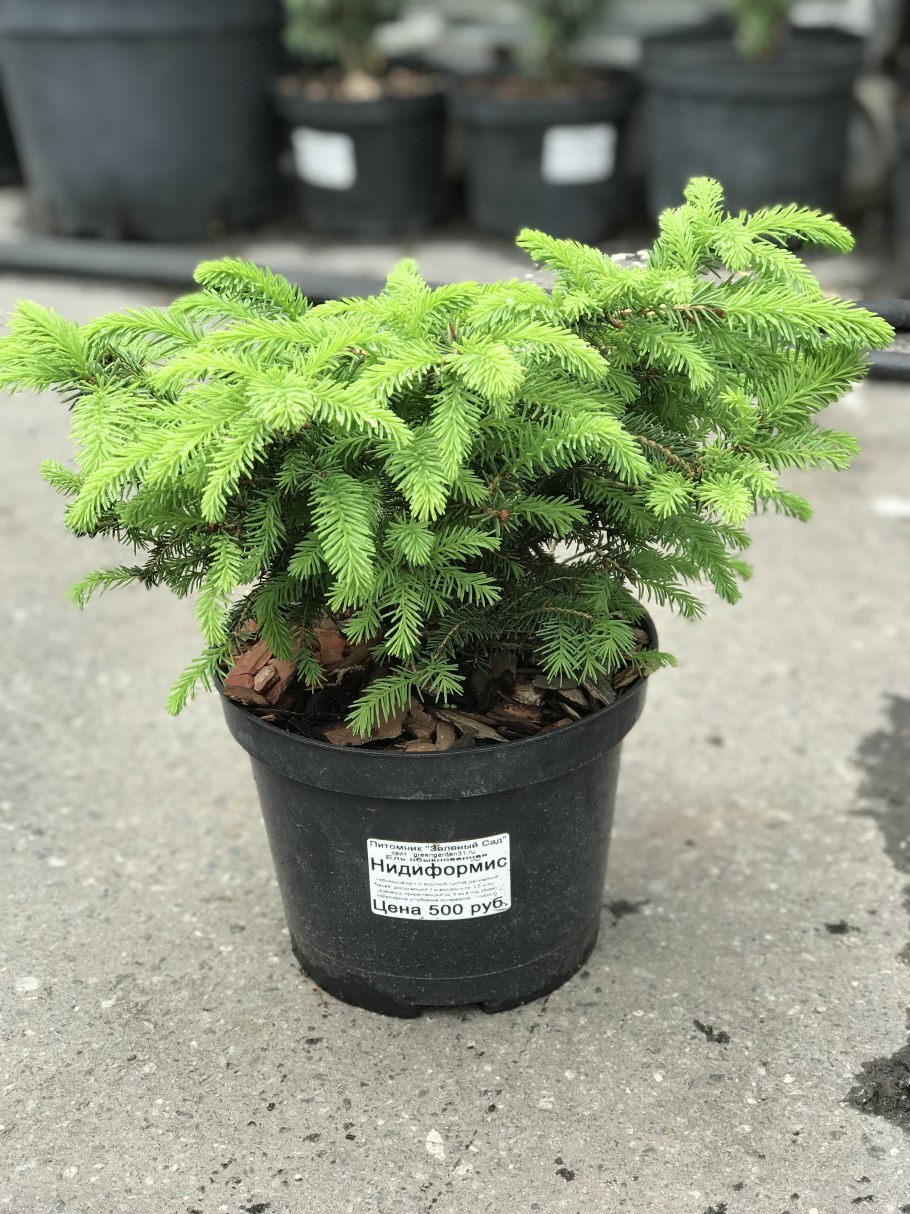 Туя Нидиформис