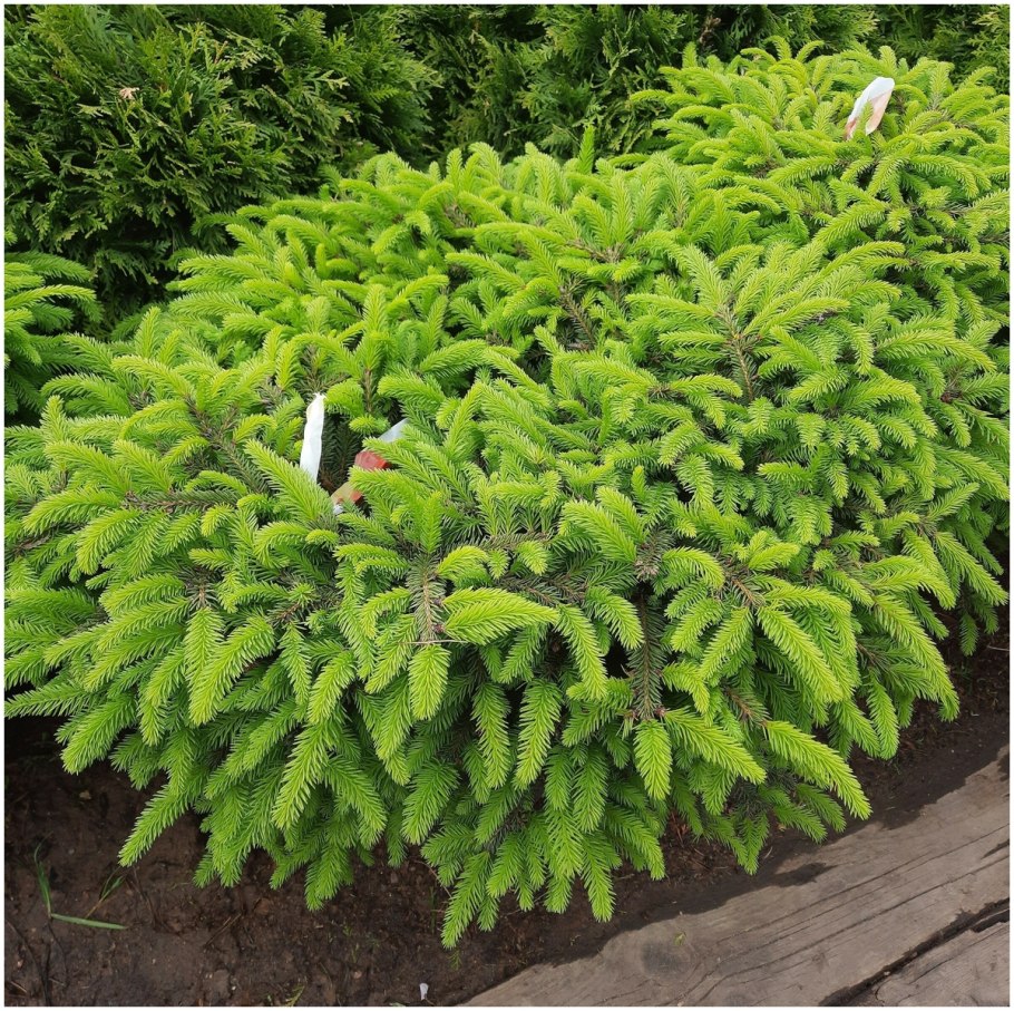 Ель канадская Нидиформис