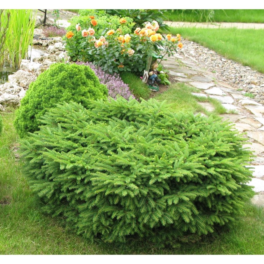 Ель обыкновенная nidiformis